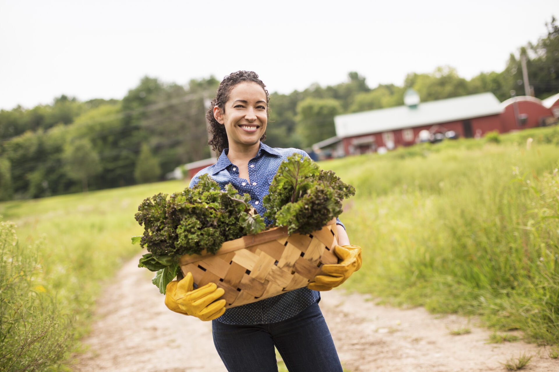 Gills Farm,USA,Working on an organic farm. A woman holding a basket full of fresh green vegetables, freshly picked. Gills Farm,USA,Working on an organic farm. A woman holding a basket full of fresh green vegetables, freshly picked.